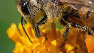 pszczoly i ich zycie